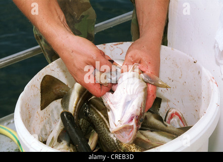 Frischer Ostseedorsch ist ausgeschlossen, Wismar, Deutschland Stockfoto