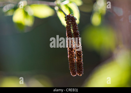 Gemeinsame Hasel (Corylus Avellana), männliche Kätzchen, Deutschland, Sachsen Stockfoto