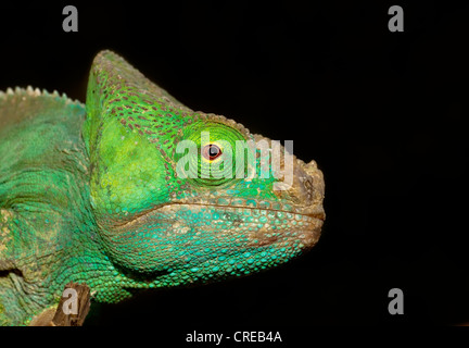 Parsons Chamäleon (Calumma Parsonii), Madagaskar, Afrika Stockfoto