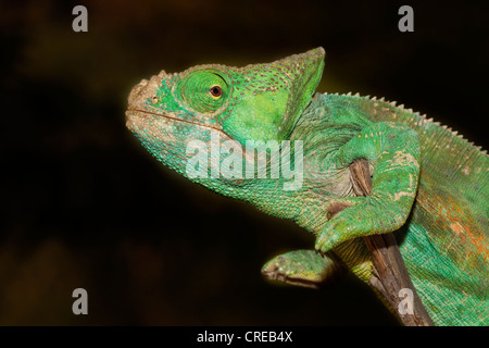 Parsons Chamäleon (Calumma Parsonii), Madagaskar, Afrika Stockfoto