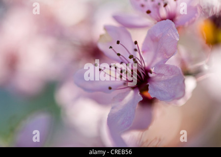 Cherry Plum, Myrobalan-Pflaume (Prunus Cerasifera 'Nigra', Prunus Cerasifera Nigra), Blume, Deutschland, Sachsen Stockfoto