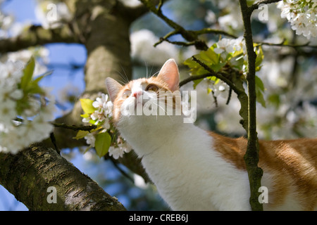Hauskatze, Hauskatze (Felis Silvestris F. Catus) auf blühenden Kirschbäume Baum Stockfoto