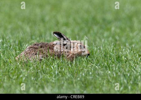 Brauner Hase Lepus Capensis Erwachsenen Fütterung in Wiese Stockfoto