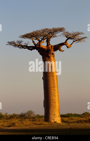 Baobab-Allee, Baobab Bäume (Affenbrotbäume Digitata), in der Nähe von Morondava im Westen von Madagaskar, Afrika, Indischer Ozean Stockfoto