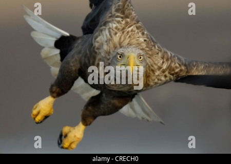 Meer Seeadler (Haliaeetus Horste), Portrait im Flug, Deutschland, Brandenburg, Biosphaerenreservat Schorfheide Stockfoto