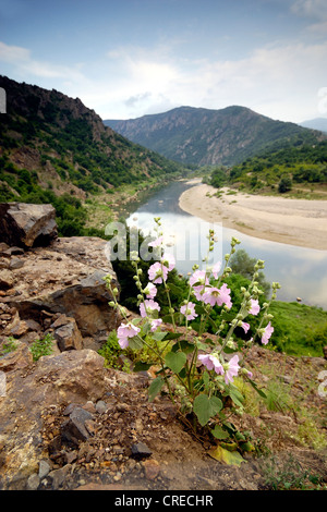 Homosexuell Malve (Lavatera Thuringiaca), blühen am Fluss Arda, Bulgarien, Ost-Rodopen, NSG Kovan Kaja, Madzarovo Stockfoto