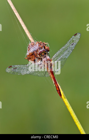 Ruddy Darter (Sympetrum Sanguineum), Vulkaneifel, Rheinland-Pfalz, Deutschland, Europa Stockfoto