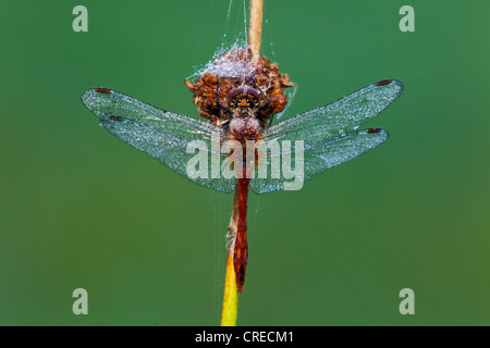 Ruddy Darter (Sympetrum Sanguineum), Vulkaneifel, Rheinland-Pfalz, Deutschland, Europa Stockfoto