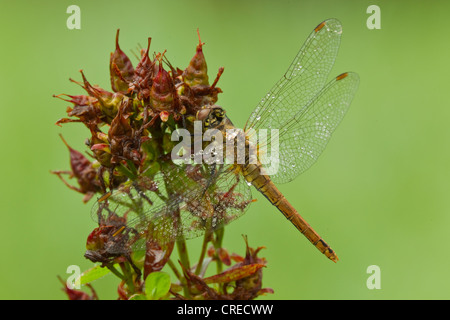 Vagrant Darter (Sympetrum Vulgatum), Vulkaneifel, Rheinland-Pfalz, Deutschland, Europa Stockfoto