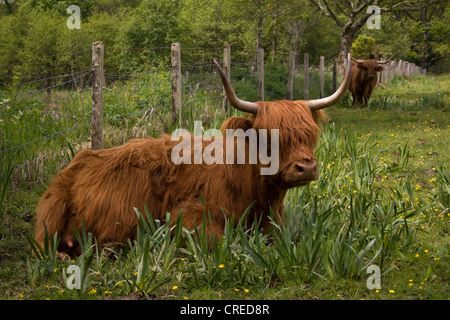 Highland Cow liegt auf einem Feld in Appin, Schottland. Stockfoto