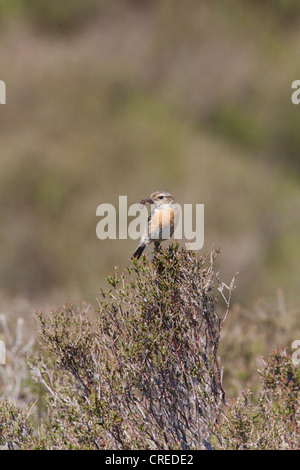 Gemeinsamen Schwarzkehlchen Saxicola Manlius Erwachsenfrau mit Essen in Rechnung gehockt Heather Stockfoto