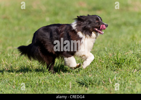 Australian Shepherd, black bi Stockfoto