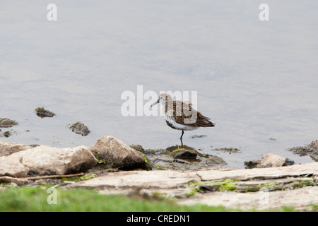 Alpenstrandläufer Calidris Alpina Erwachsener in der Zucht Gefieder stehen im flachen Wasser Stockfoto
