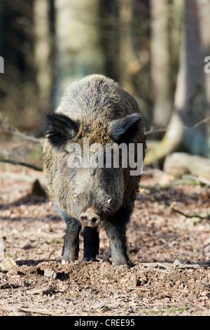 Wildschwein (Sus Scrofa), tusker Stockfoto