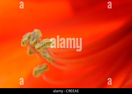 Amaryllis (Hippeastrum spec.), Nahaufnahme von den Antheren Stockfoto