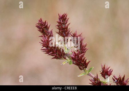 Schleichende Weide Salix Repens Nahaufnahme der Samenköpfe Stockfoto