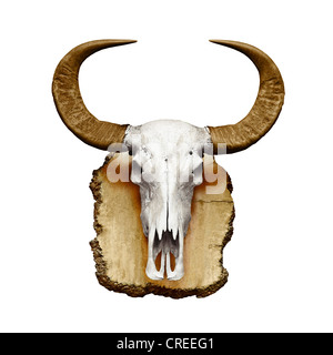 Bull Skull mit Hörnern isoliert auf weißem Hintergrund Stockfoto
