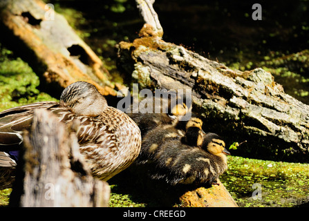 Weibliche Stockente bewachen ihre Küken. Stockfoto