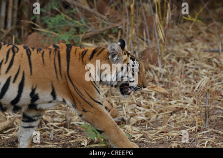 Junge Tiger majestätisch Wandern im Dschungel Tadoba, Indien. Stockfoto