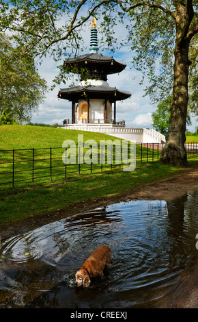 Battersea Park Peace Pagoda mit Spaniel Trinkwasser aus große Pfütze Stockfoto