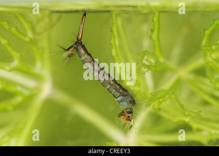 Mücken, Stechmücken (Culicidae), Larve im Wasser Oberfläche, Deutschland, Bayern Stockfoto