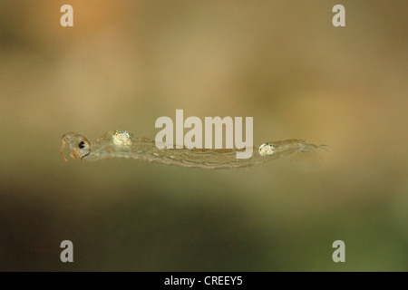 Phantom Mücke (Chaoborus spec.), im Wasser schwimmende Larve, Deutschland, Bayern Stockfoto