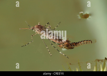 Mücken, Stechmücken (Culicidae), schlüpfen aus der Puppe, Deutschland, Bayern Stockfoto