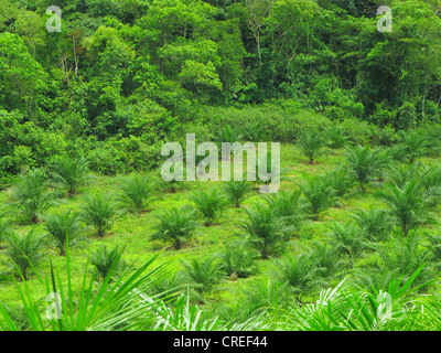 Ölpalme (Elaeis Guineensis), Plantage neben tropischen Regenwald, Thailand, Phuket Stockfoto