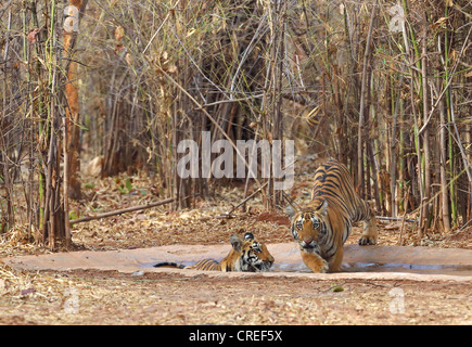 Zwei Tigerbabys Abkühlung im Wasserloch und starrte auf Fotografen im Tadoba-Dschungel, Indien. Stockfoto