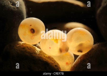 Forelle, Bachforelle, Bachforelle (Salmo Trutta Fario), Eiern zwischen Kies bei Gegenlicht Stockfoto