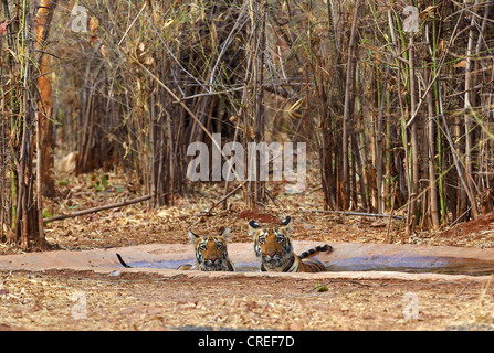 Zwei Tigerbabys Abkühlung im Wasserloch und starrte auf Fotografen im Tadoba-Dschungel, Indien. Stockfoto