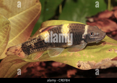 Panda Garra (Garra Flavatra), auf Echinodurus Blatt Stockfoto