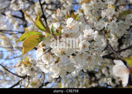 Wildkirsche, Süßkirsche, Gean, Mazzard (Prunus Avium), einige Blumen, Deutschland, Bayern Stockfoto