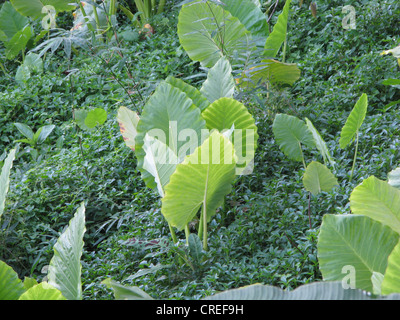 Nacht-Duft Lilie, Riesen aufrecht Elefanten Ohr, Elefanten-Ohr (Alocasia Odora), einige Pflanzen an einem Hang, Thailand, Phuket, Khao Sok NP Stockfoto