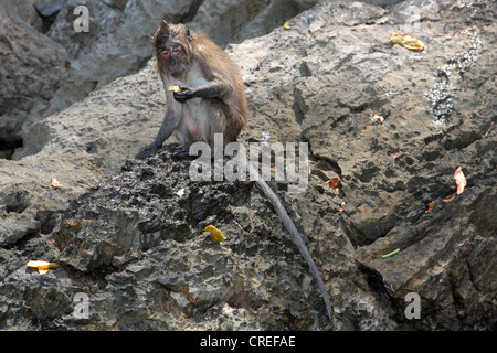 Krabbe-Essen Makaken, Java Makaken (Macaca Fascicularis, Macaca Irus), Fütterung auf einem Felsen nach Schwimmen, Thailand, Phuket, Andamansee Stockfoto