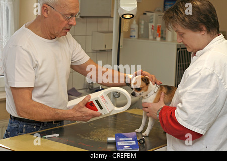 Chihuahua (Canis Lupus F. Familiaris), beim Tierarzt, den Mikrochip lesen Stockfoto