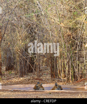 Zwei Tigerbabys starrte in entgegengesetzte Richtungen während der Abkühlung im Wasserloch im Tadoba-Dschungel, Indien. Stockfoto