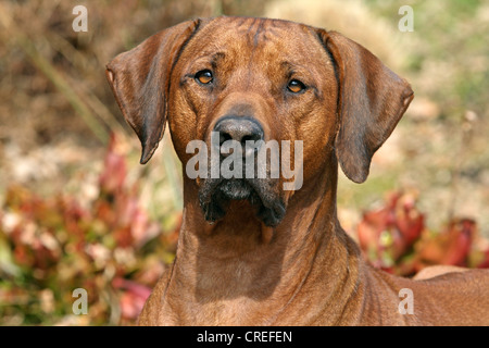 Rhodesian Ridgeback (Canis Lupus F. Familiaris), Männlich, Portraet Stockfoto