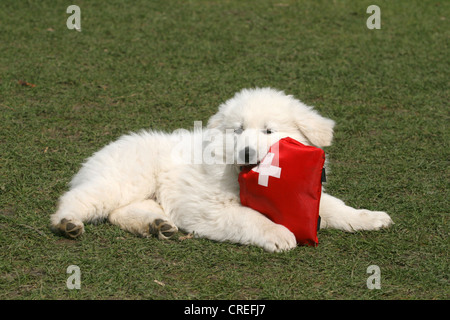 Berger Blanc Suisse (Canis Lupus F. Familiaris), acht Wochen alte Welpe spielt mit einem First-Aid-Kit Stockfoto