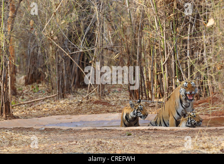 Drei Tiger Abkühlung und wütend auf Fotografen im Wasserloch im Tadoba-Dschungel, Indien. Stockfoto