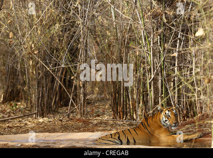 Tiger, die Abkühlung im Wasserloch im Tadoba-Dschungel, Indien Stockfoto