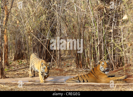 Tigerin und Cub Abkühlung im Wasserloch Tadoba Dschungel, Indien Stockfoto