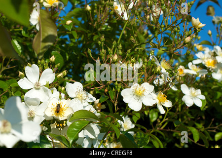 Nahaufnahme der Rosa Rose Kiftsgate Rosengewächse in Blüte in einem Surrey-Garten im Juni und eine Biene Stockfoto