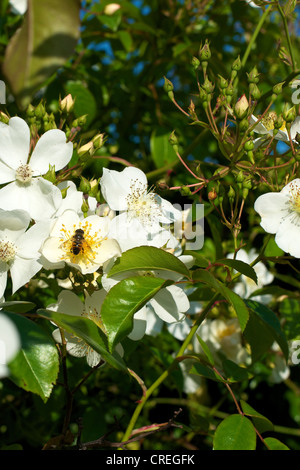 Nahaufnahme der Rosa Rose Kiftsgate Rosengewächse in Blüte in einem Surrey-Garten im Juni und eine Biene Stockfoto