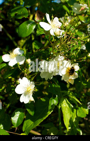 Nahaufnahme der Rosa Rose Kiftsgate Rosengewächse in Blüte in einem Surrey-Garten im Juni und eine Biene Stockfoto