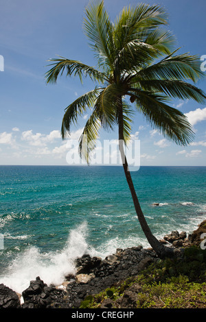 Kokospalme, Big Corn Island, Karibik, Nicaragua, Mittelamerika Stockfoto