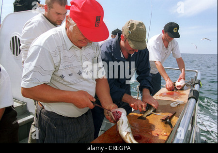 Angler, die Reinigung von Fisch, Ostsee, Deutschland Stockfoto