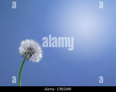 Löwenzahn blauer Himmel & Sonne Stockfoto