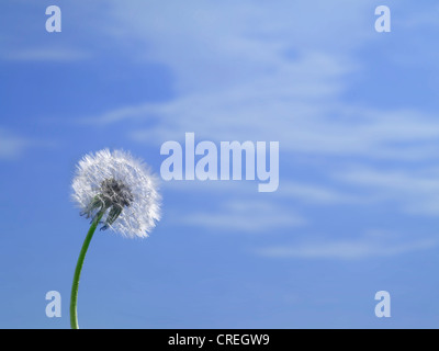 Löwenzahn & blauen Himmel Stockfoto