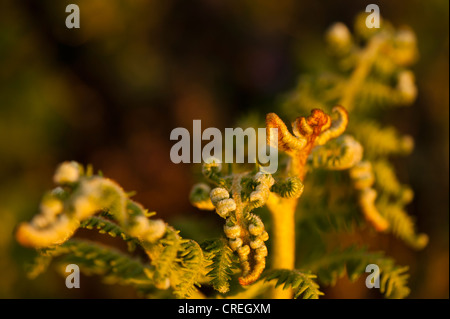 Bracken, Pteridium Aquilinum, in der Dämmerung Stockfoto